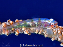 Goby by Roberto Micucci 